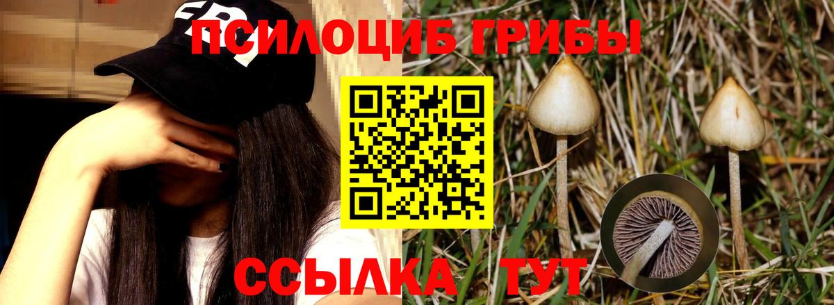 Галлюциногенные грибы Psilocybe  Галлюциногенные грибы Psilocybe  Чебоксары  Вход с VPN 